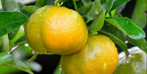 	柑橘绿色种植与主要病虫害防治分析