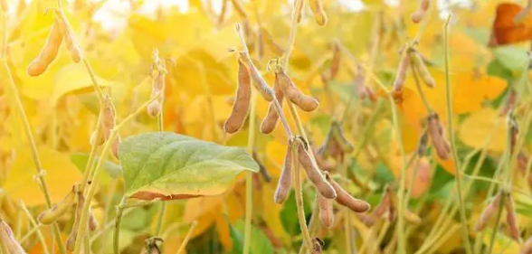 大豆种植中高产栽培技术的应用探析