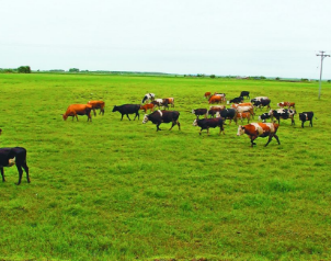 论我国畜牧业可持续发展