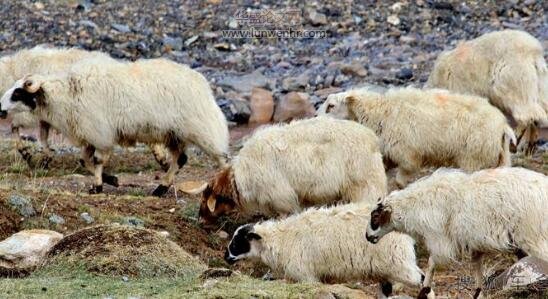 贵德县近年来藏羊传染病发生的特点及原因分析