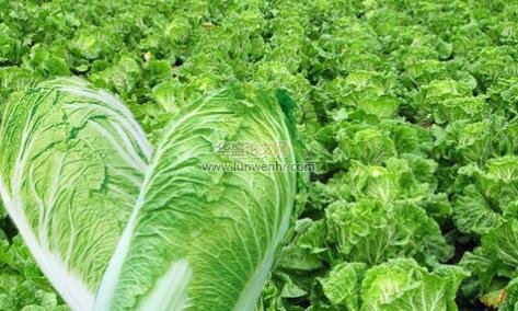 白菜类蔬菜杂交种子生产质量控制