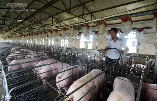 县城生猪养殖情况调查