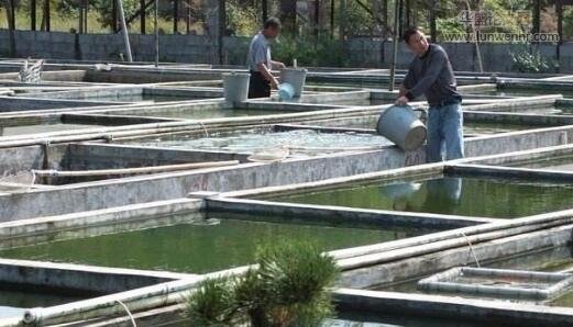 浅析水产养殖池塘尾水处理方式