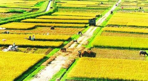 农业经济管理对农村经济发展的影响