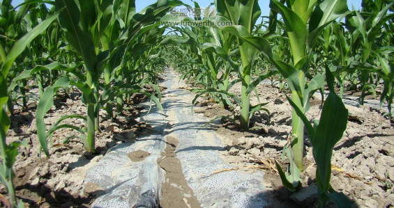 玉米膜下节水灌溉技术探讨