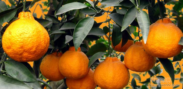 丑橘种植数据监测分析系统设计