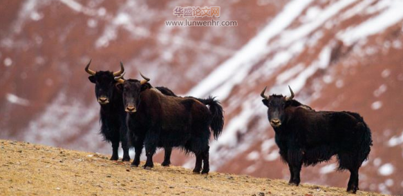 西藏那曲市牦牛产业调研分析与对策建议